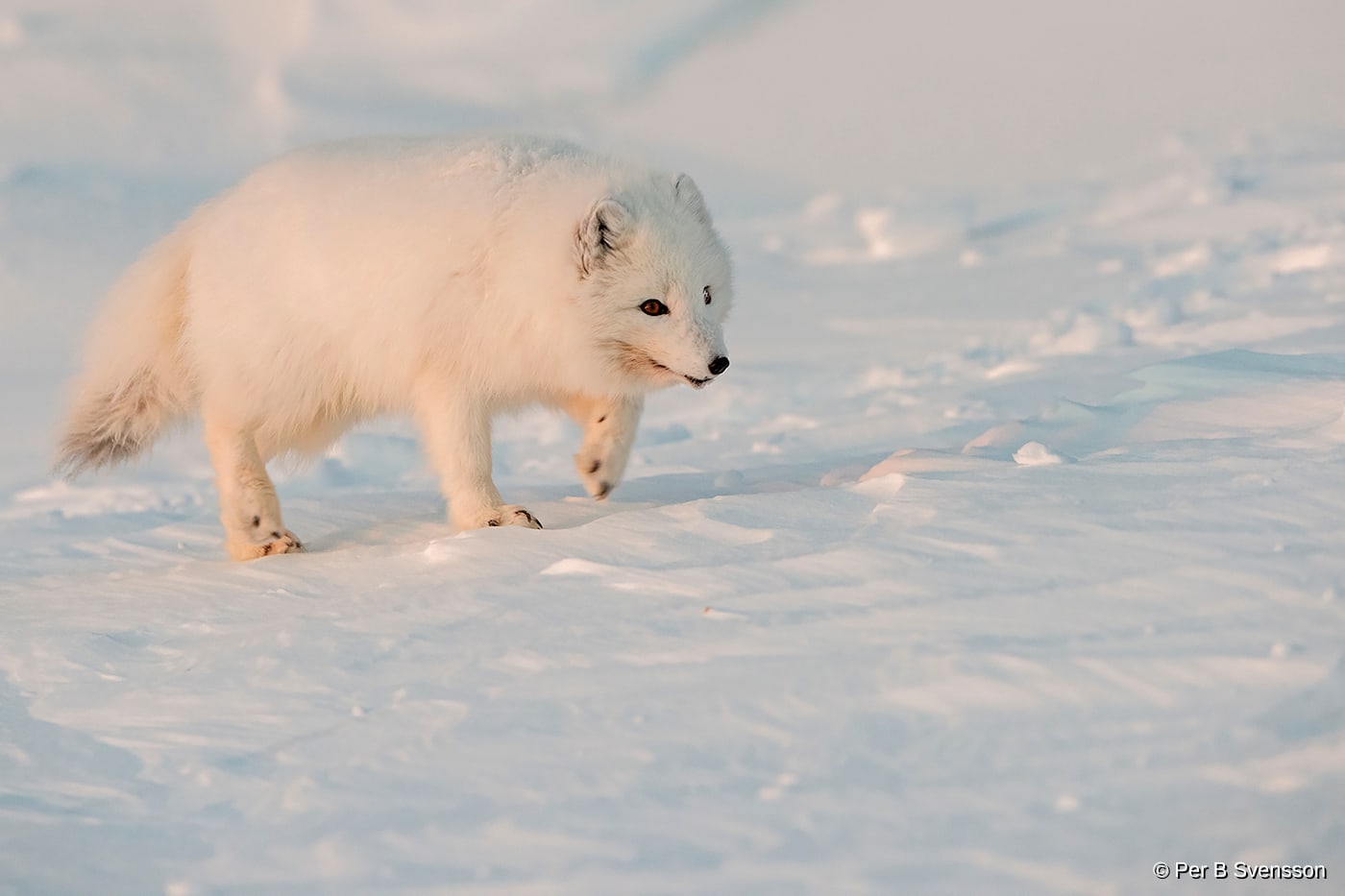 Polarræv