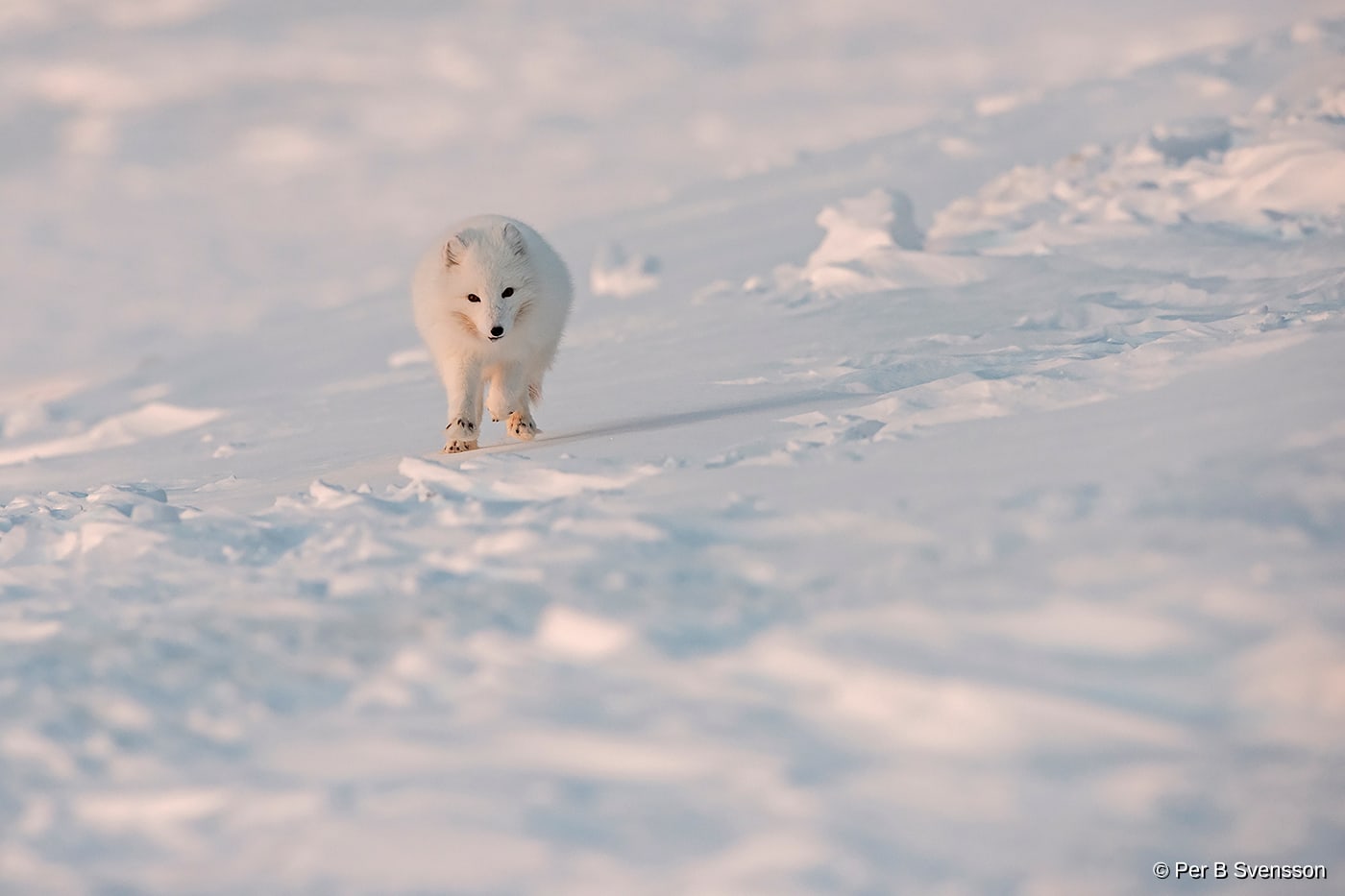 Polarræv