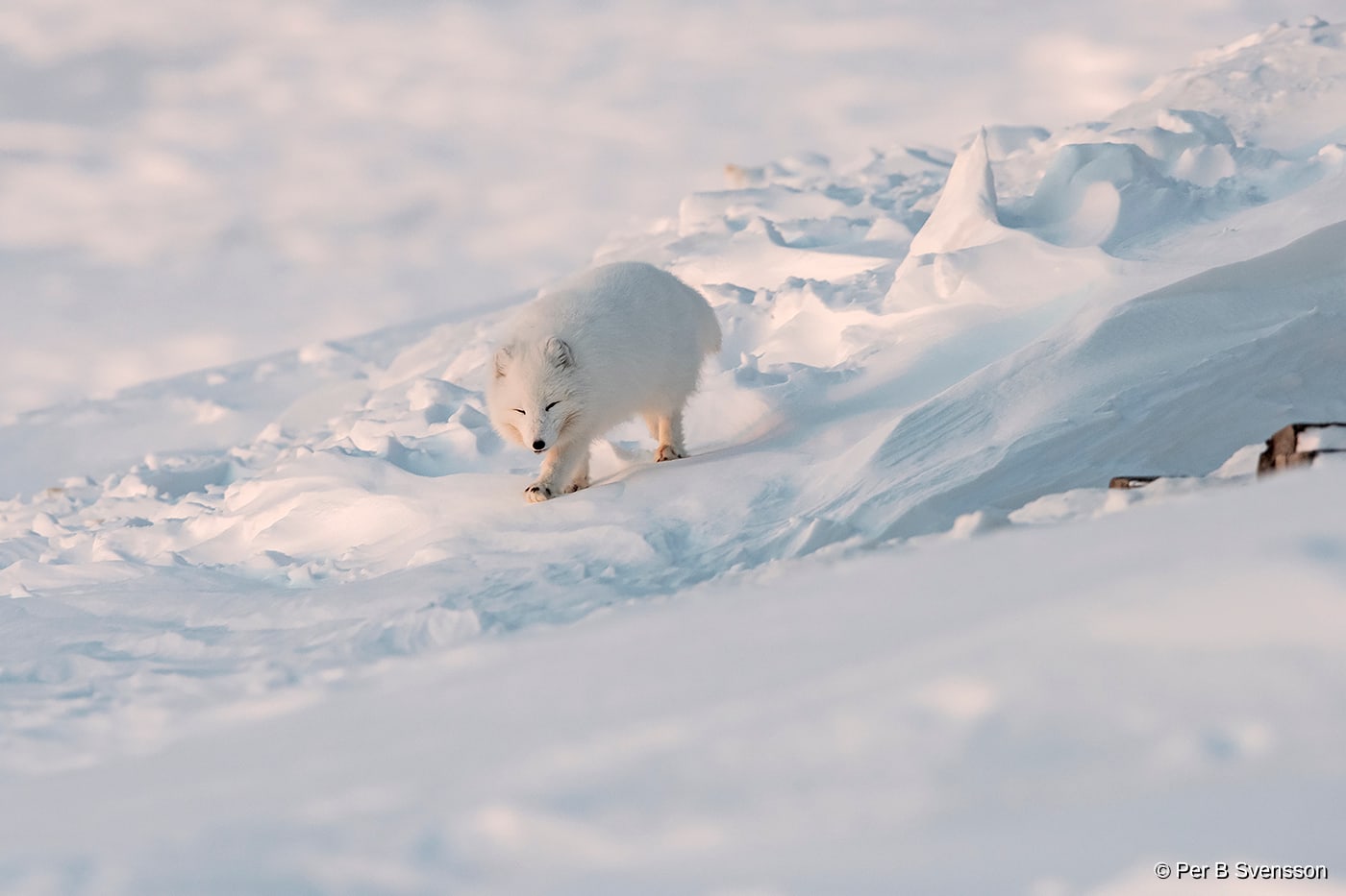 Polarræv