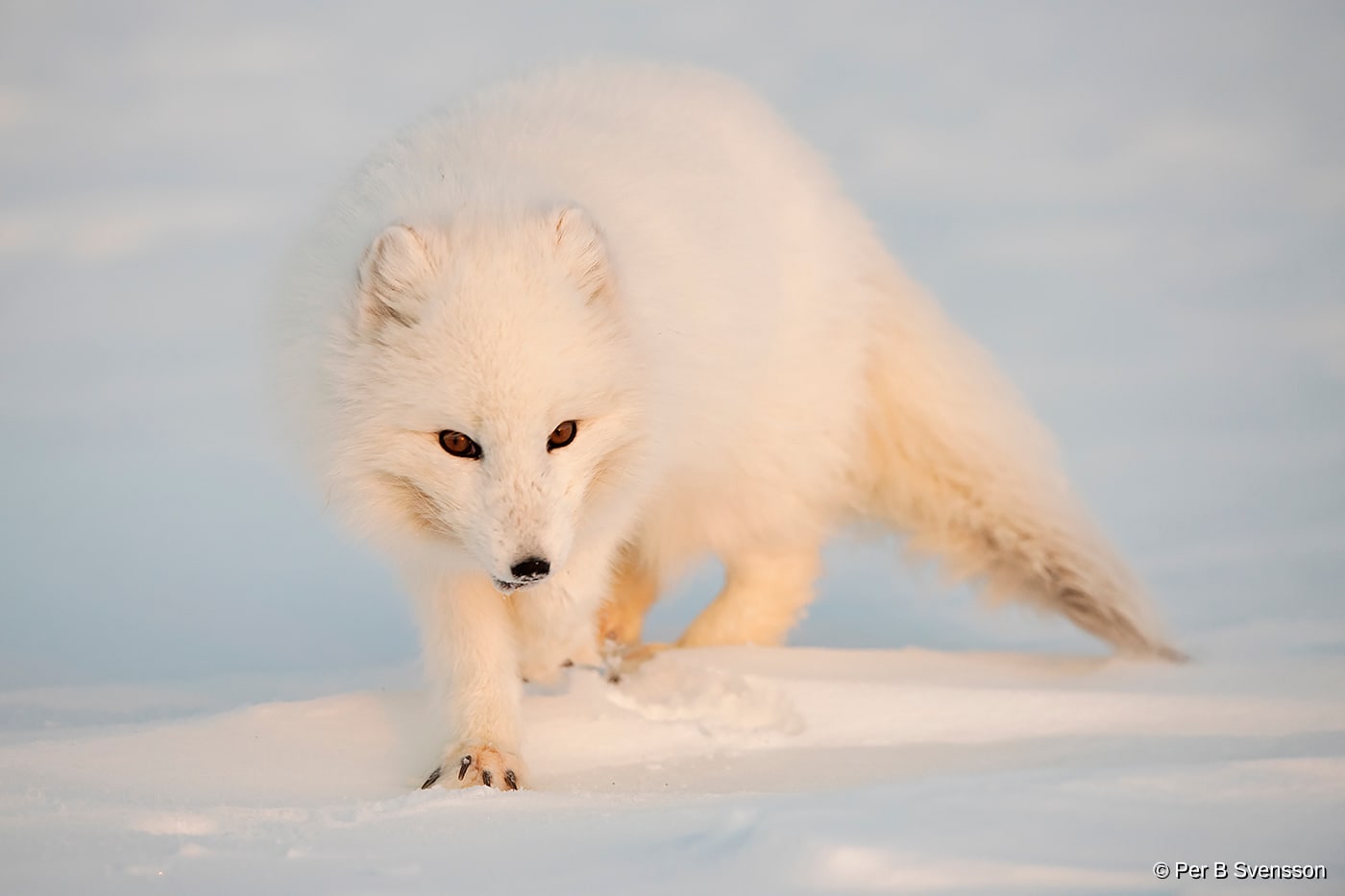 Polarræv