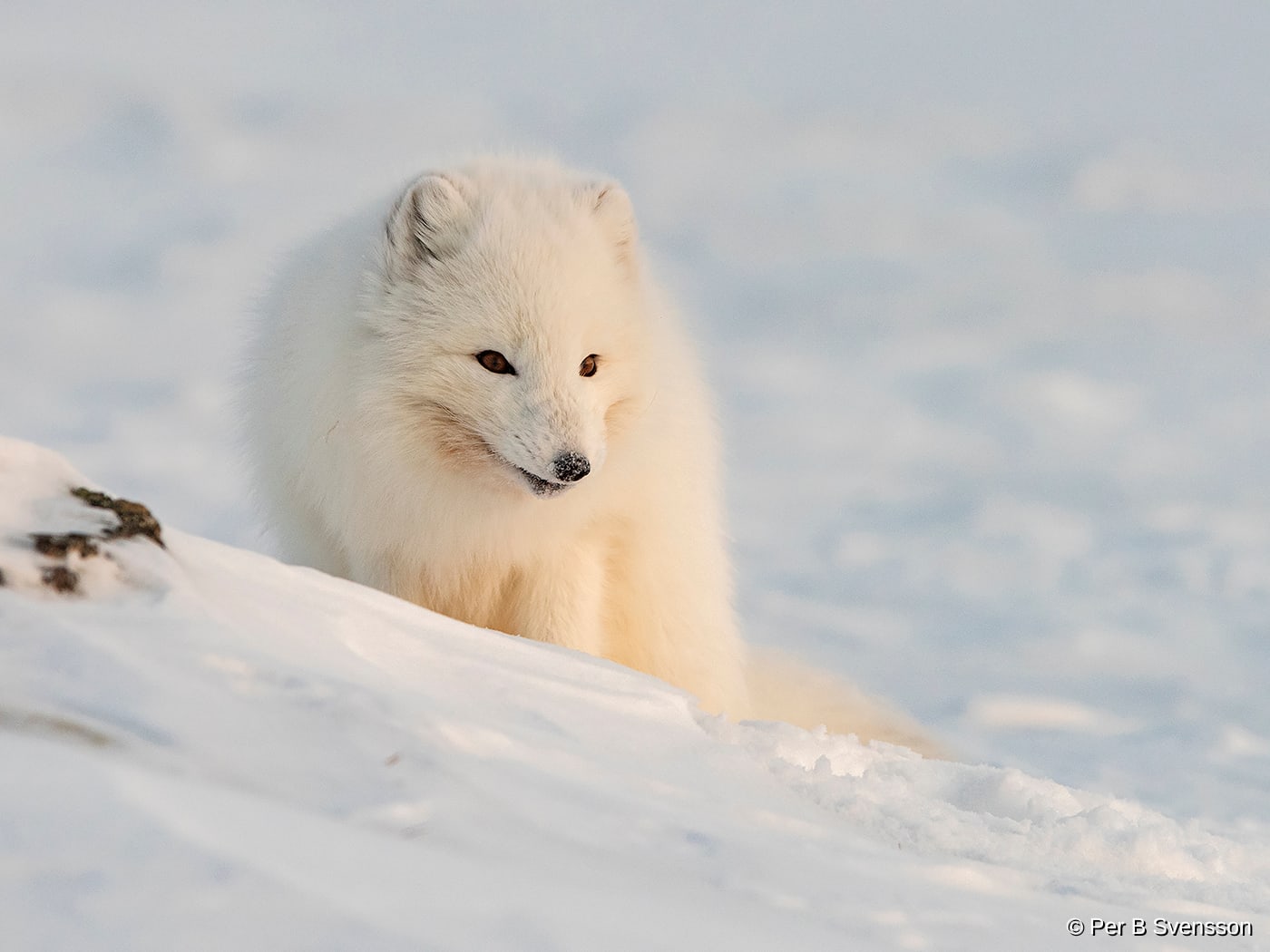 Polarræv