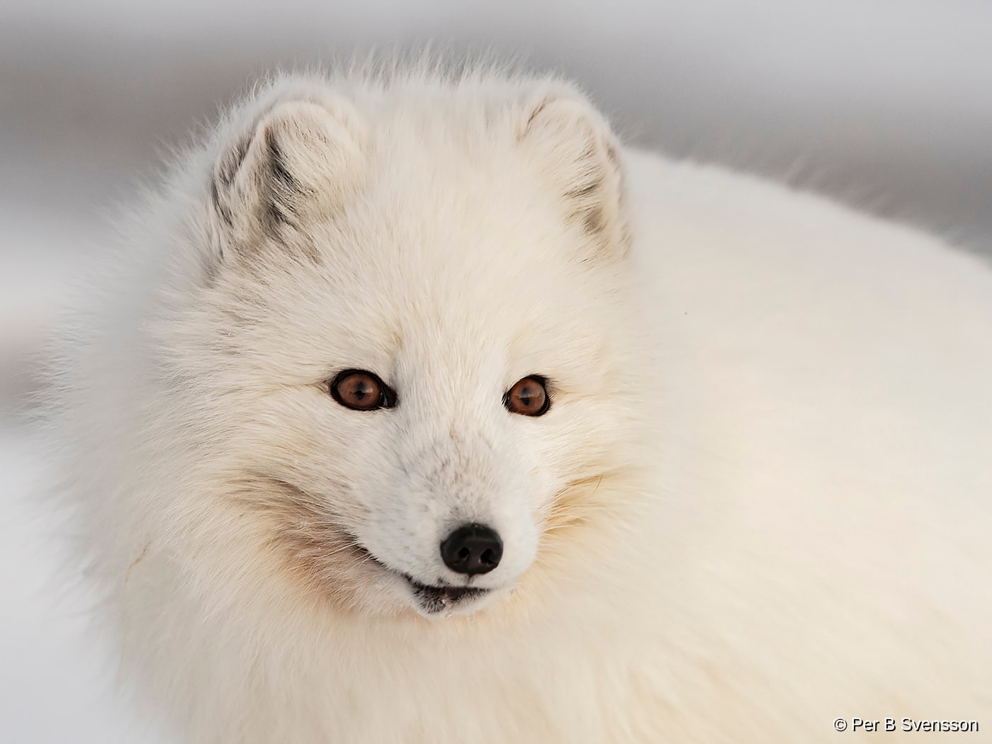 Polarræv