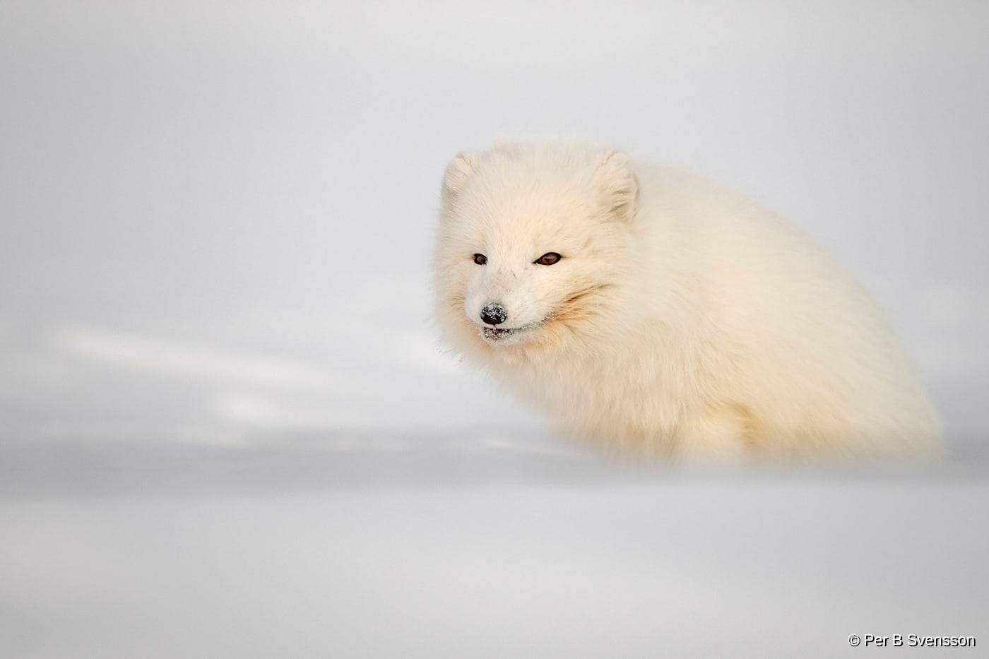 Polarræv