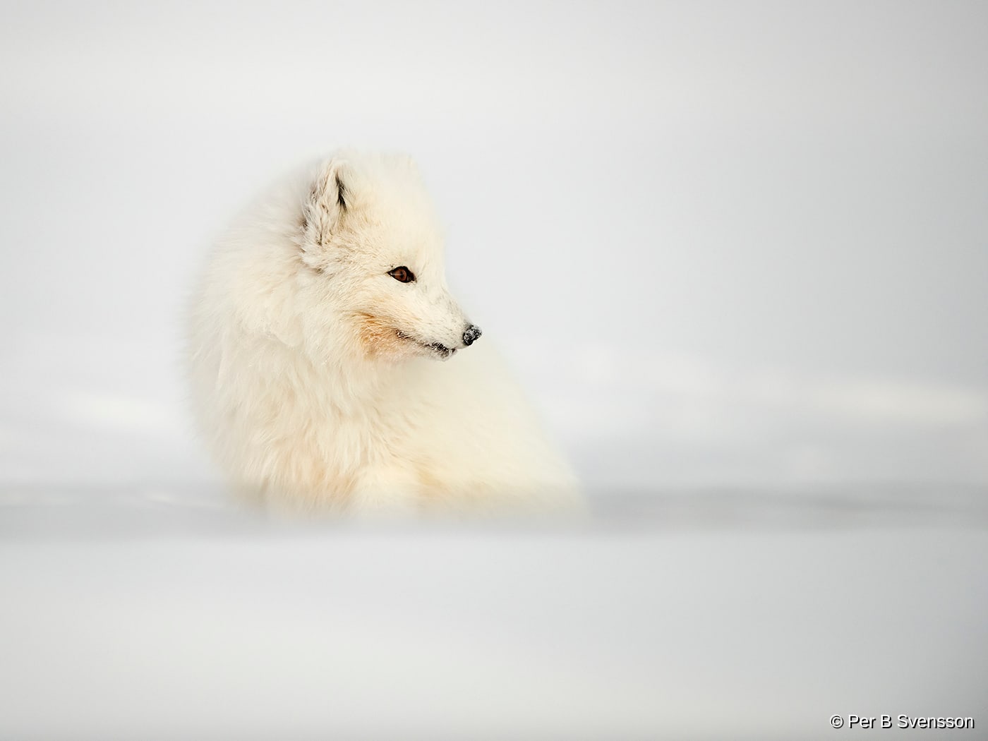 Polarræv