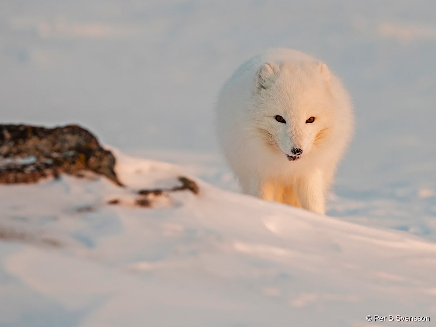 Polarræv