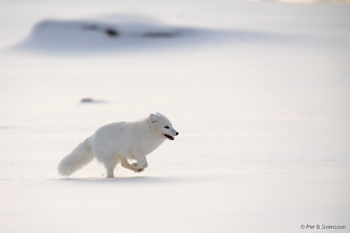 Polarræv