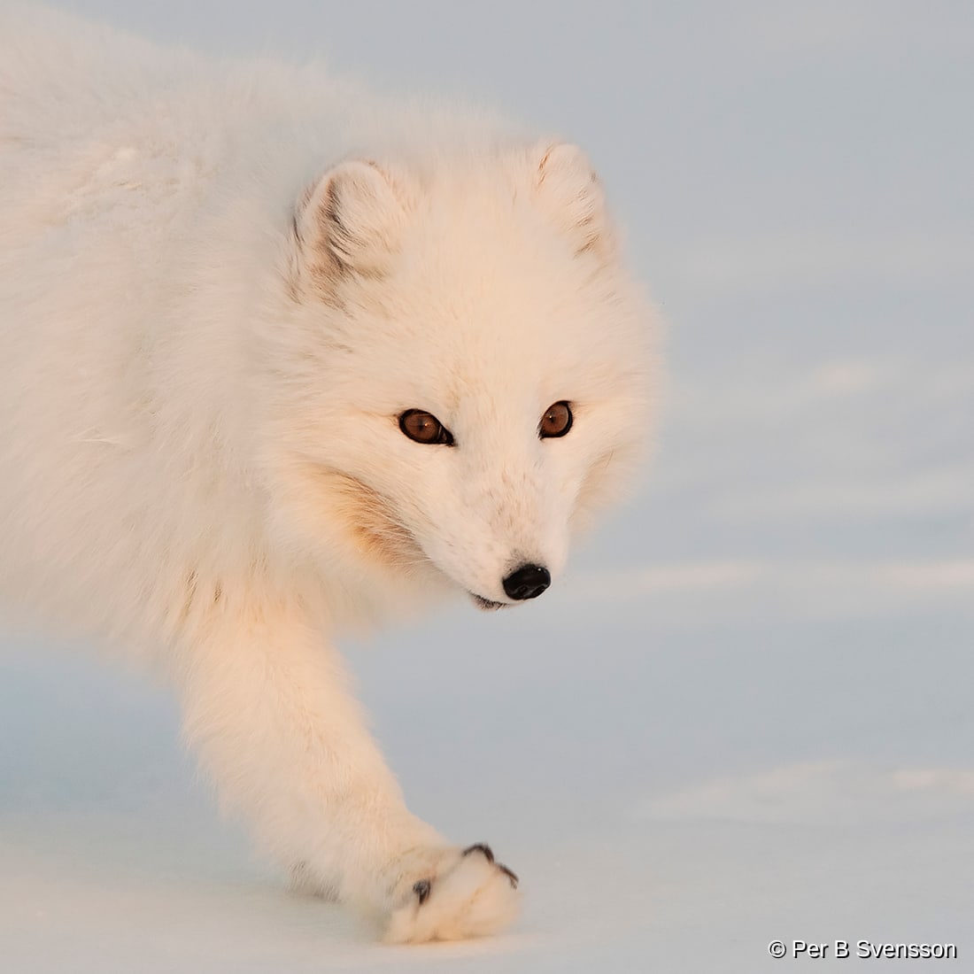 Polarræv