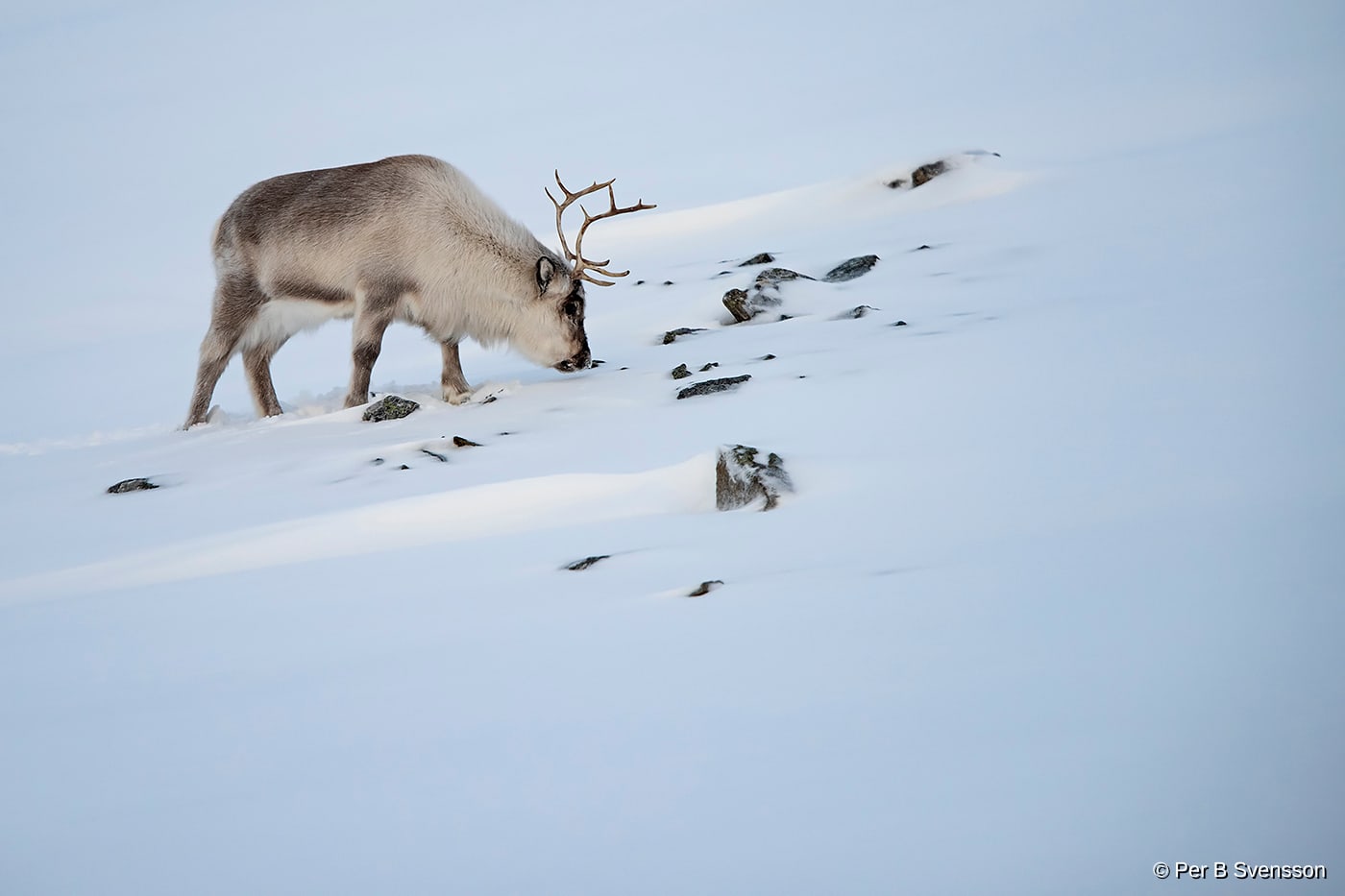 Svalbard Ren