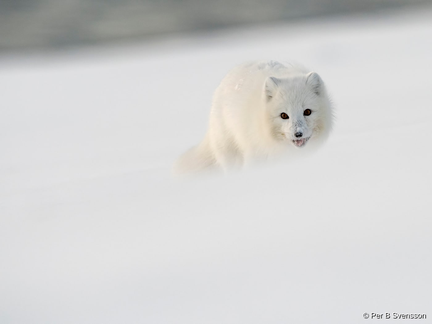 Polarræv