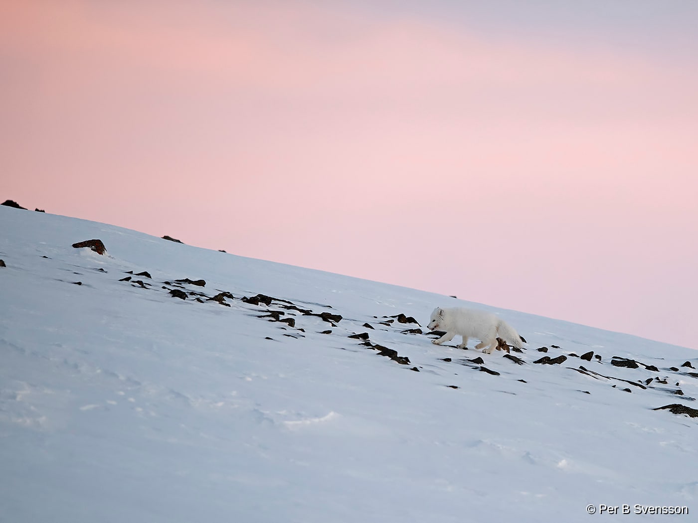 Polarræv