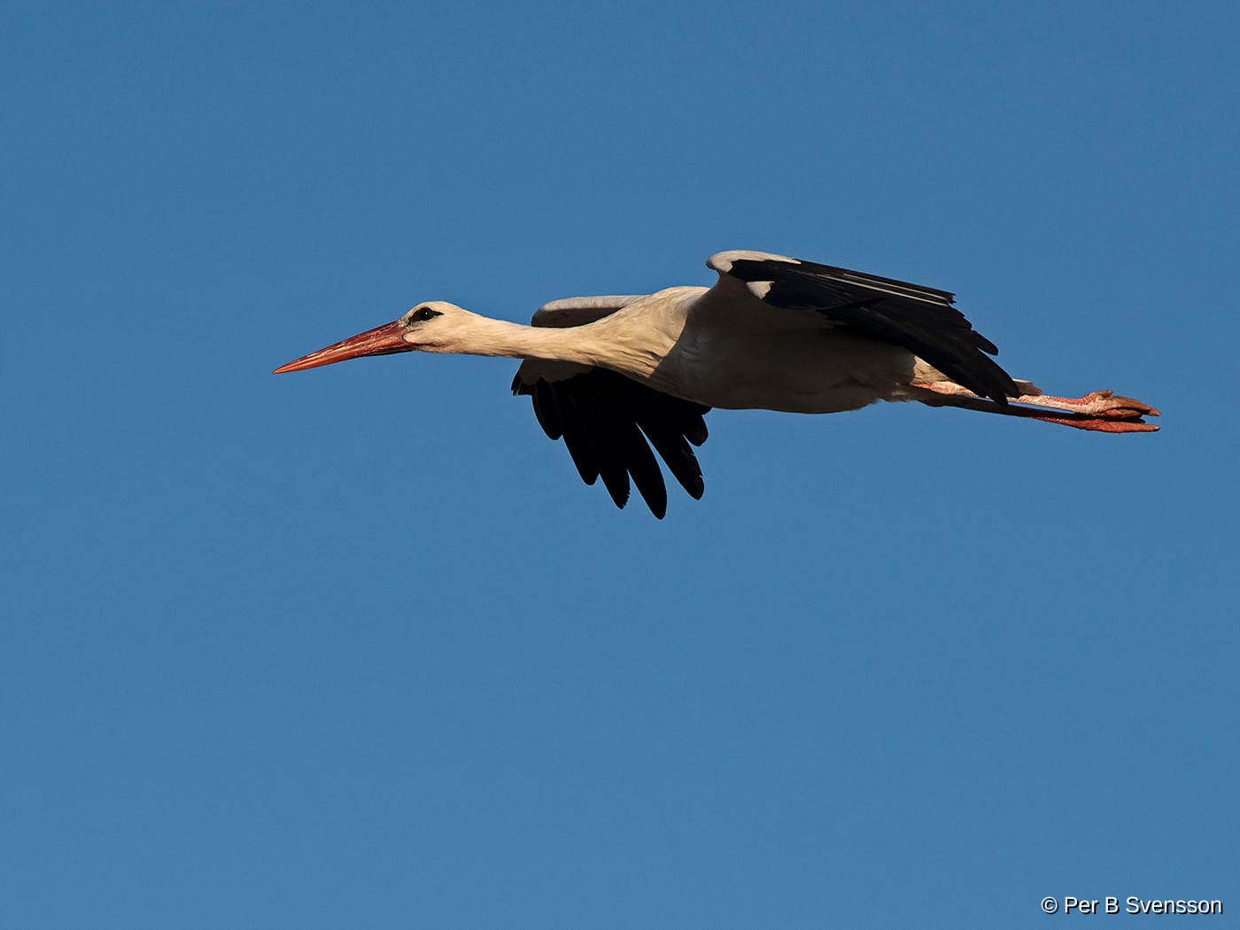 Hvis Stork