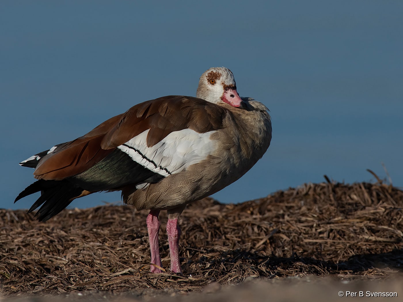 Nilgås