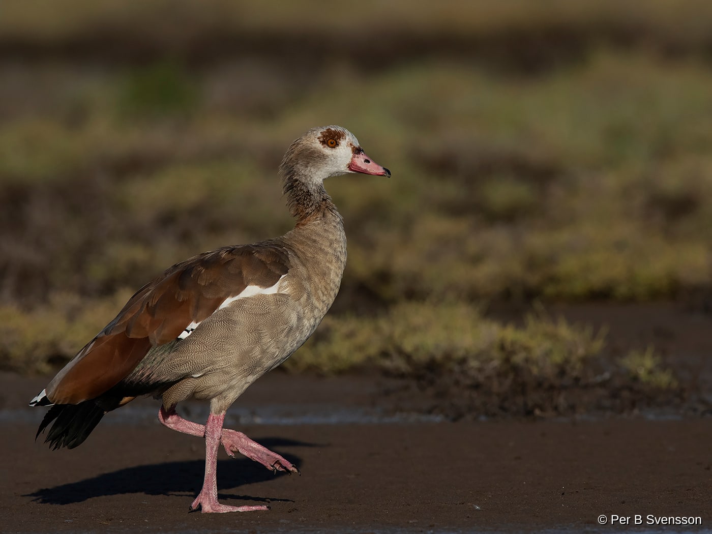 Nilgås