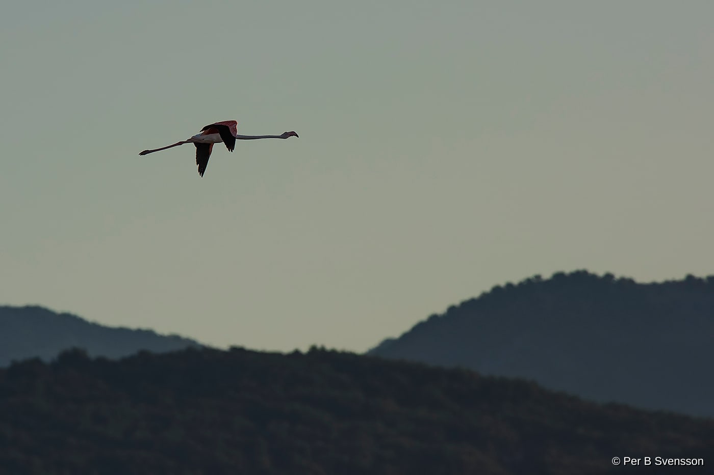 Flamingo