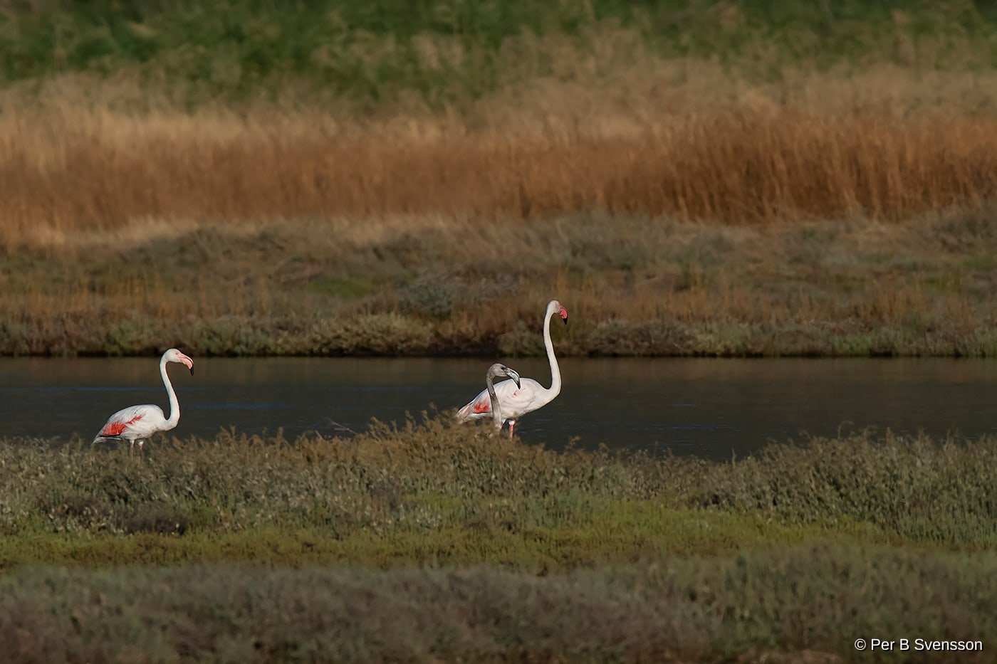 Flamingo