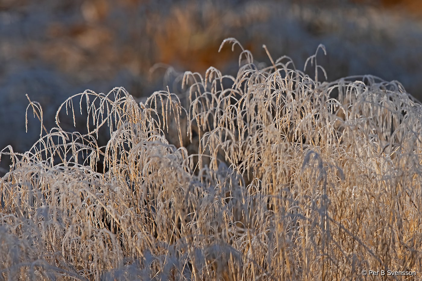 Natur