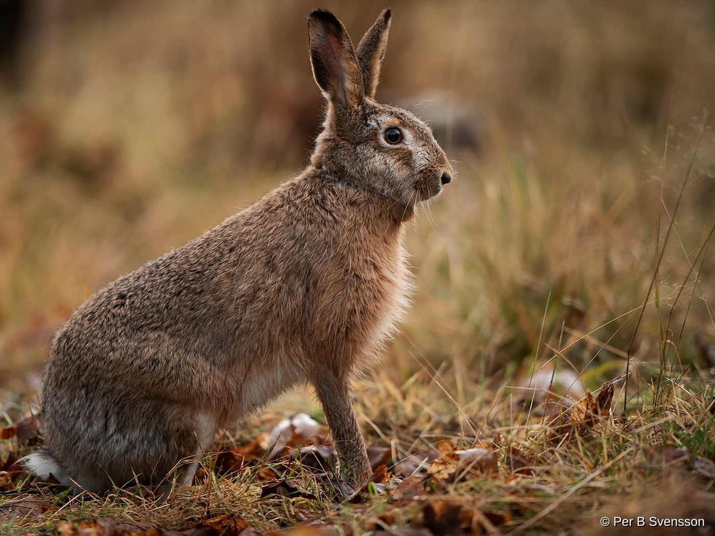 Hare