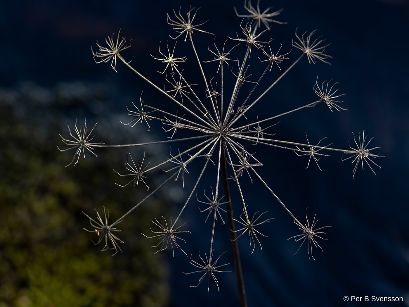 Natur