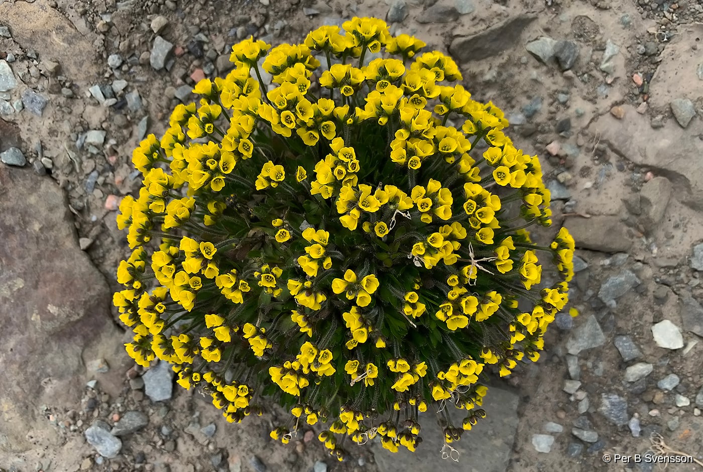 Arktisk Blomster 