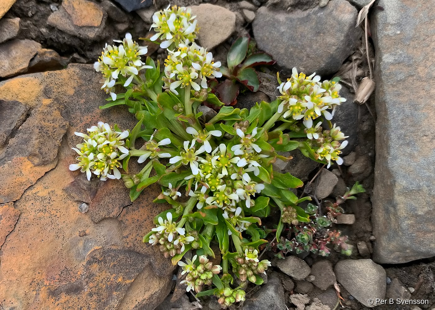 Arktisk Blomster 