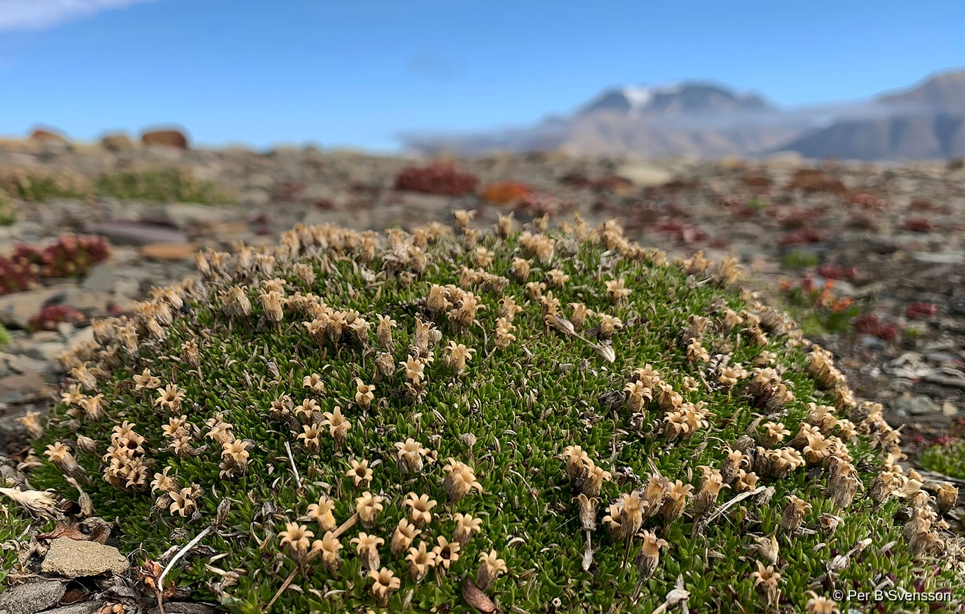 Arktisk Blomster 