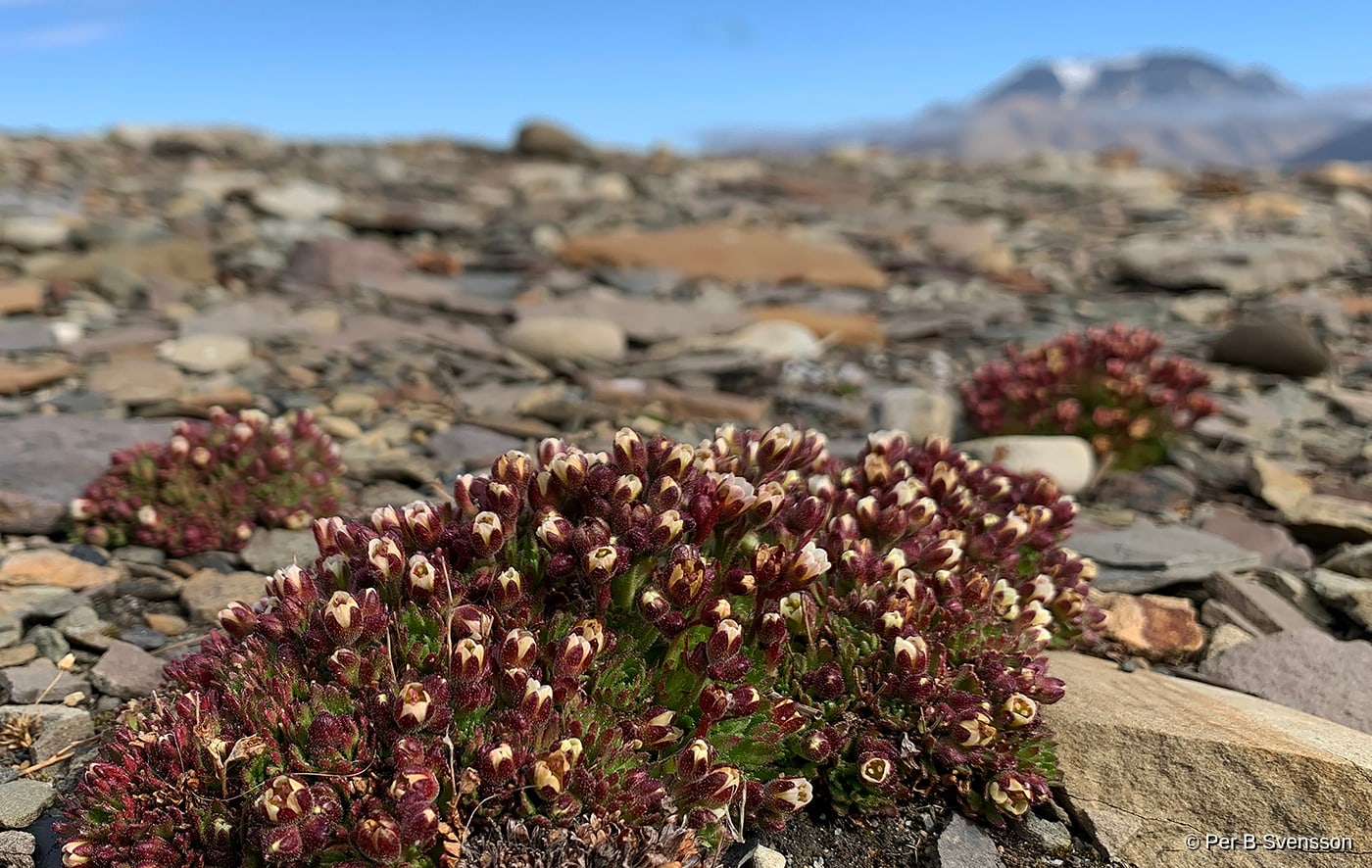 Arktisk Blomster 