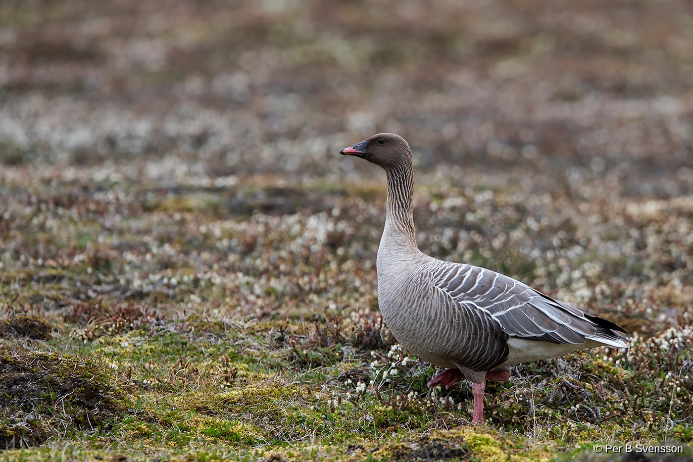 Havlit fra Svalbard