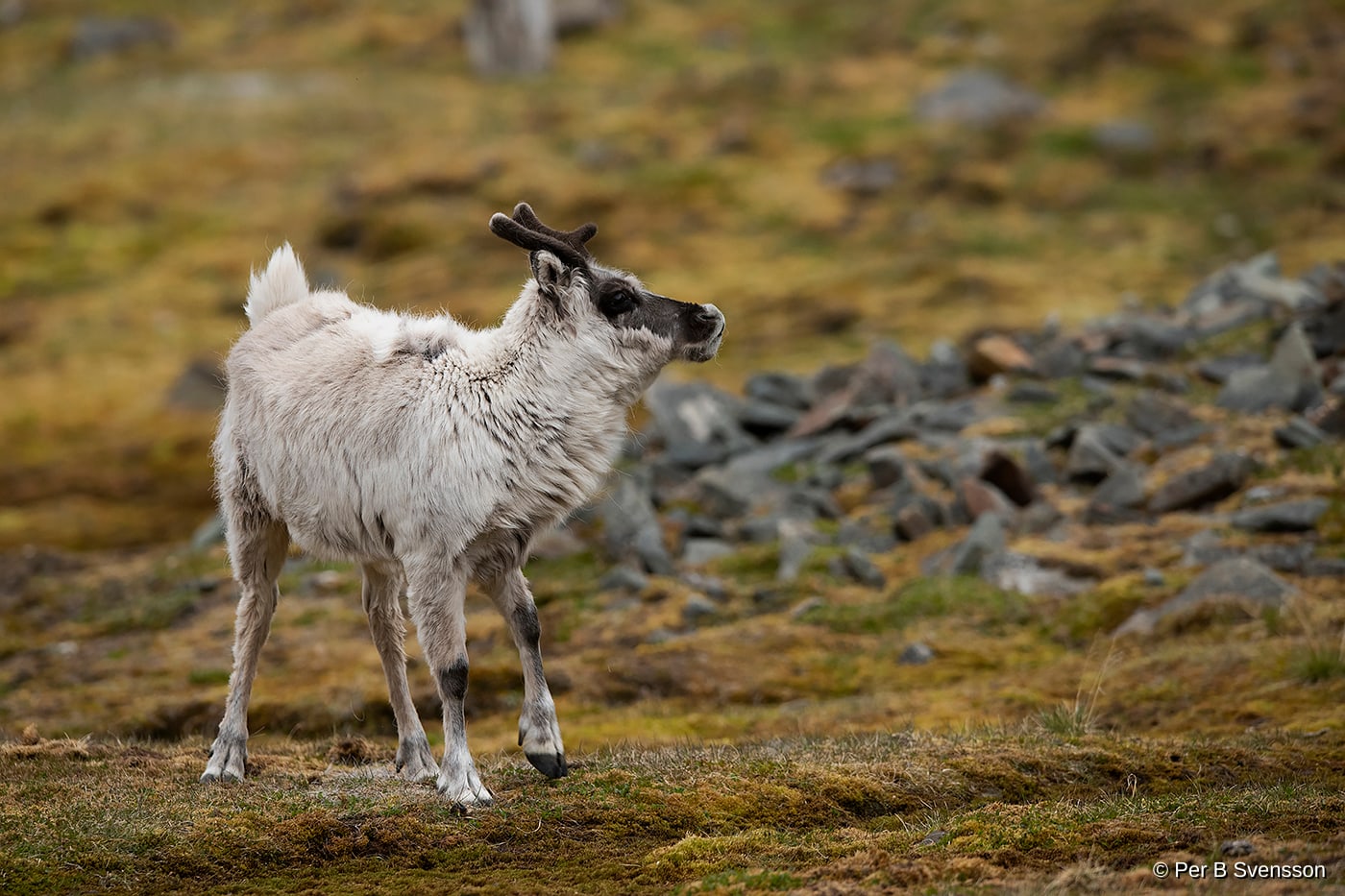 Svalbard Ren