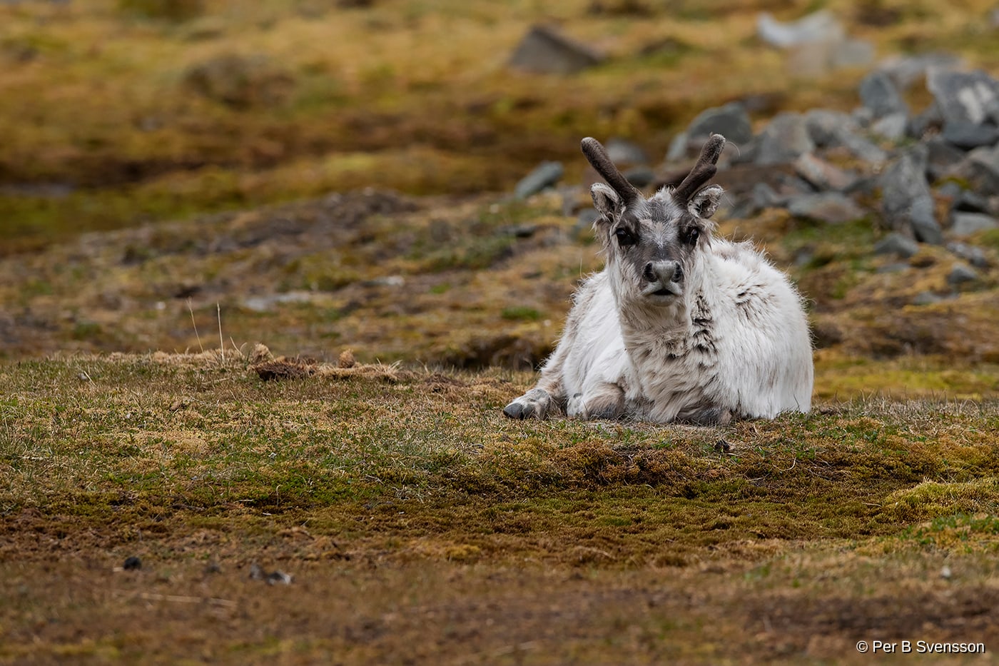 Svalbard Ren