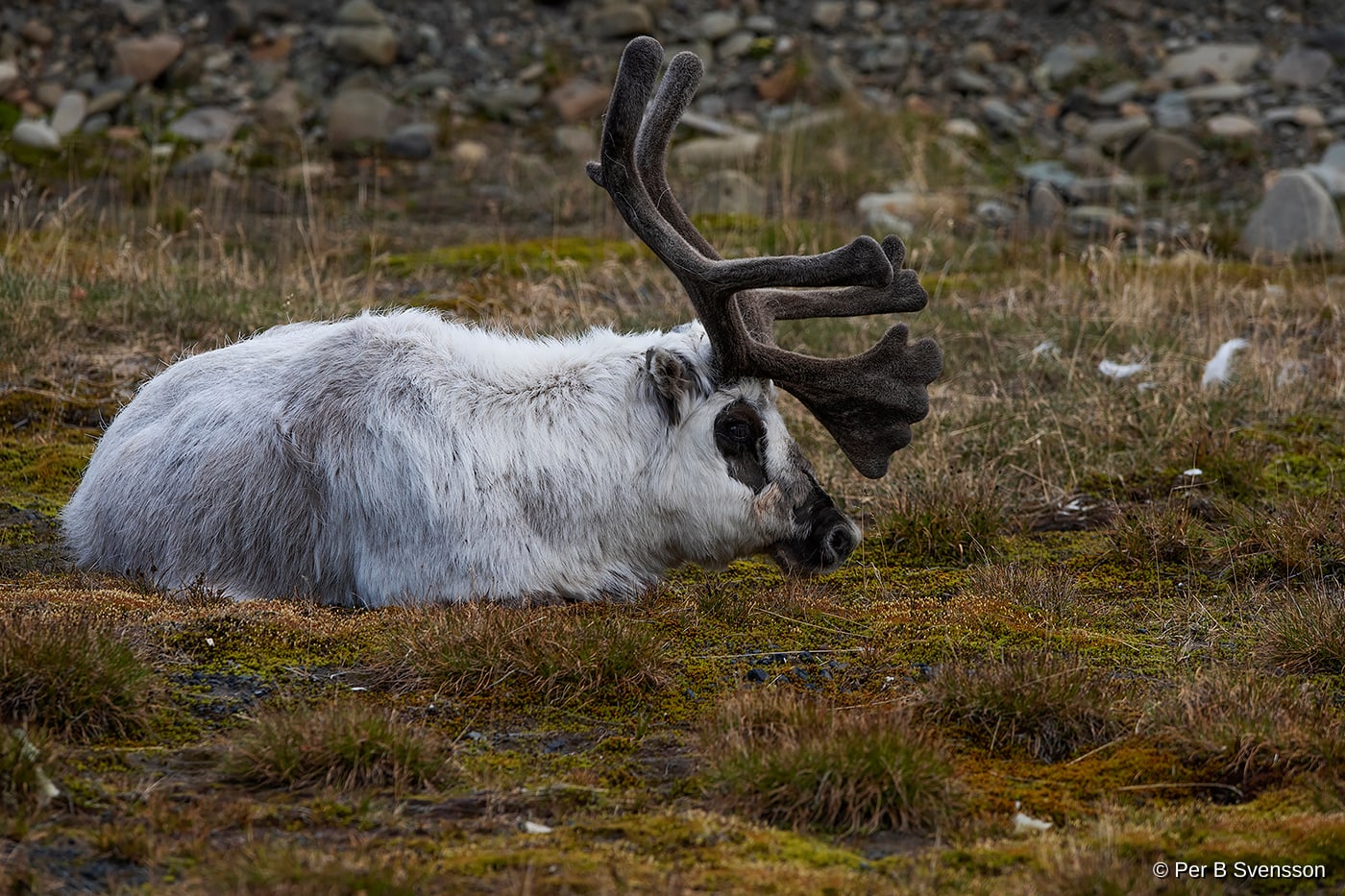 Svalbard Ren