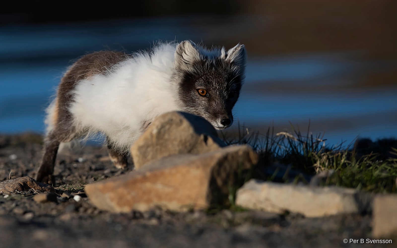 Polarræv 