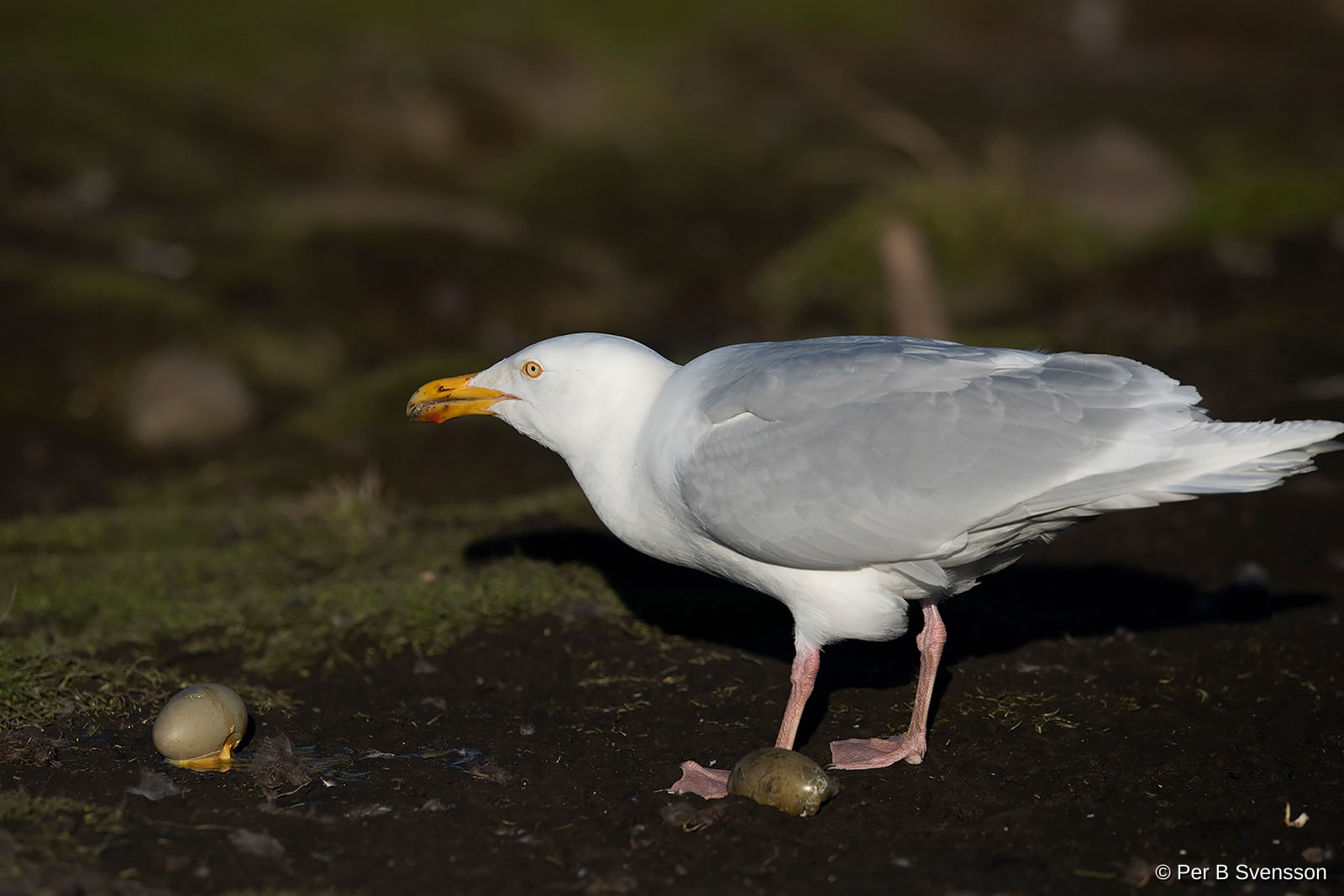 Gråmåge fra Svalbard