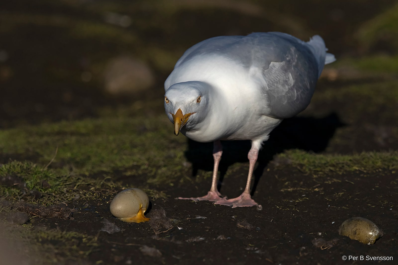 Gråmåge 