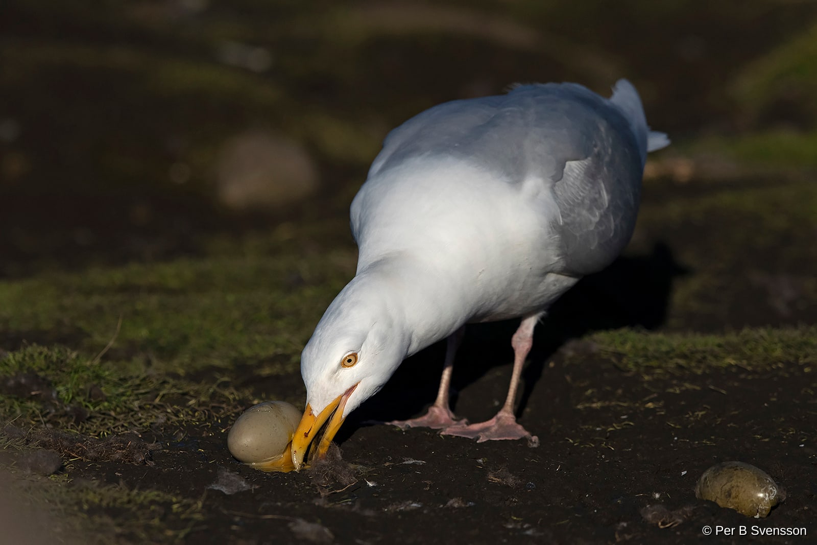 Gråmåge 