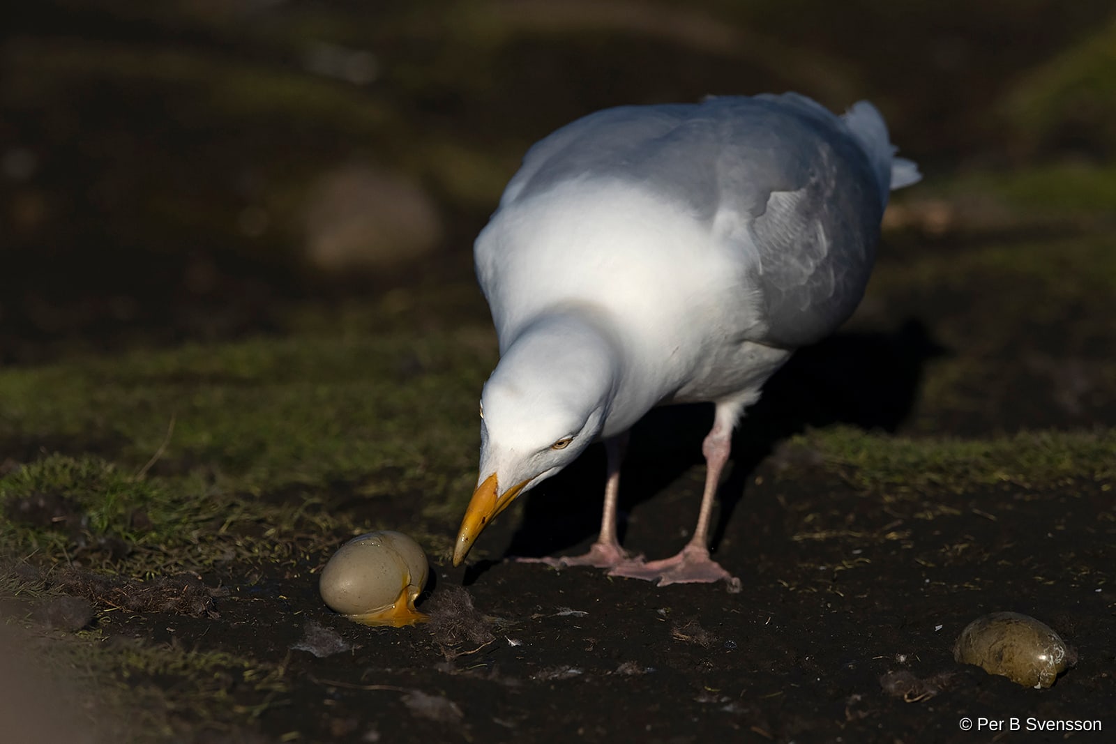 Gråmåge 