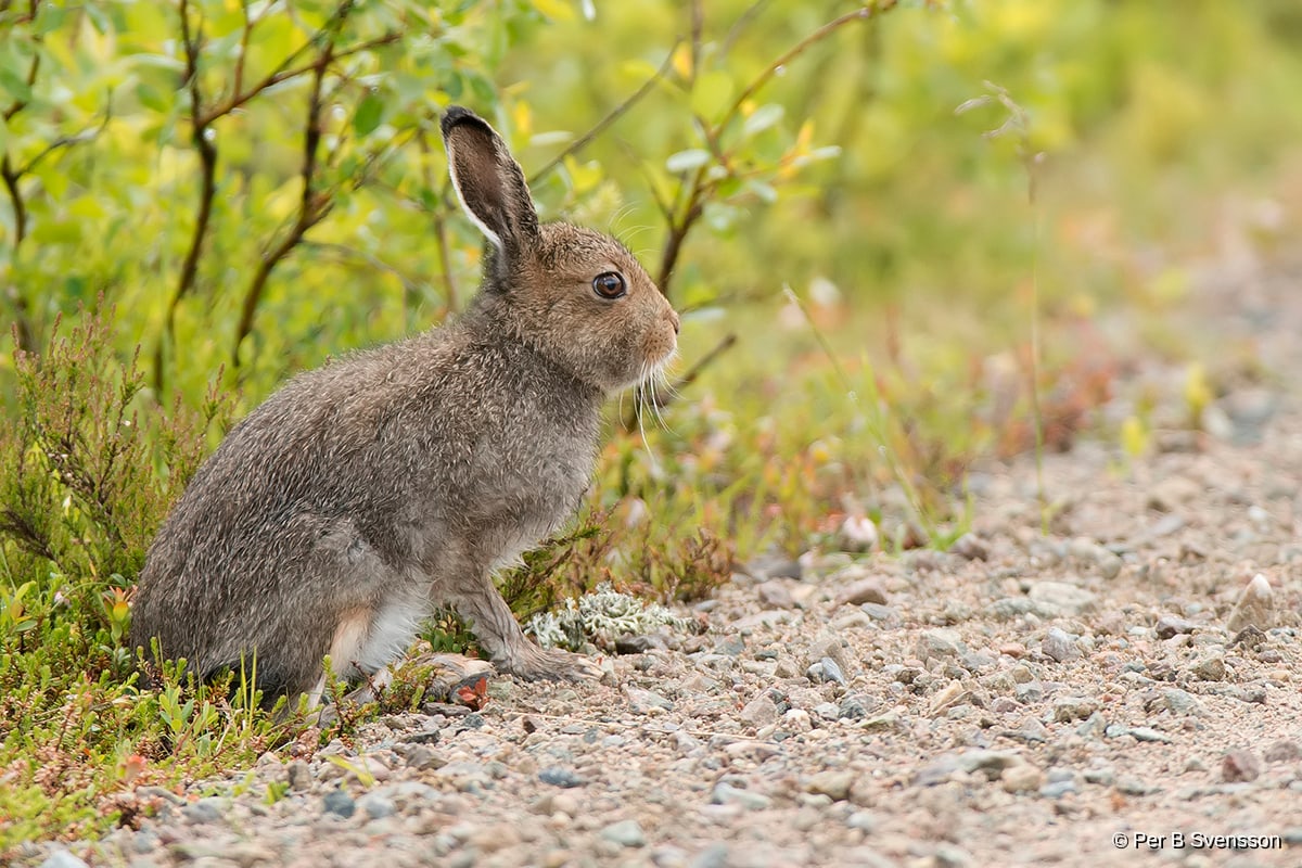 Fjeld Hare / Snehare