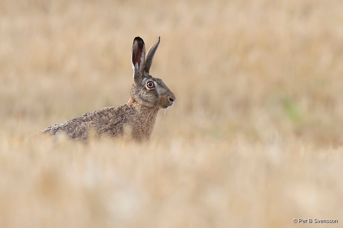 Hare