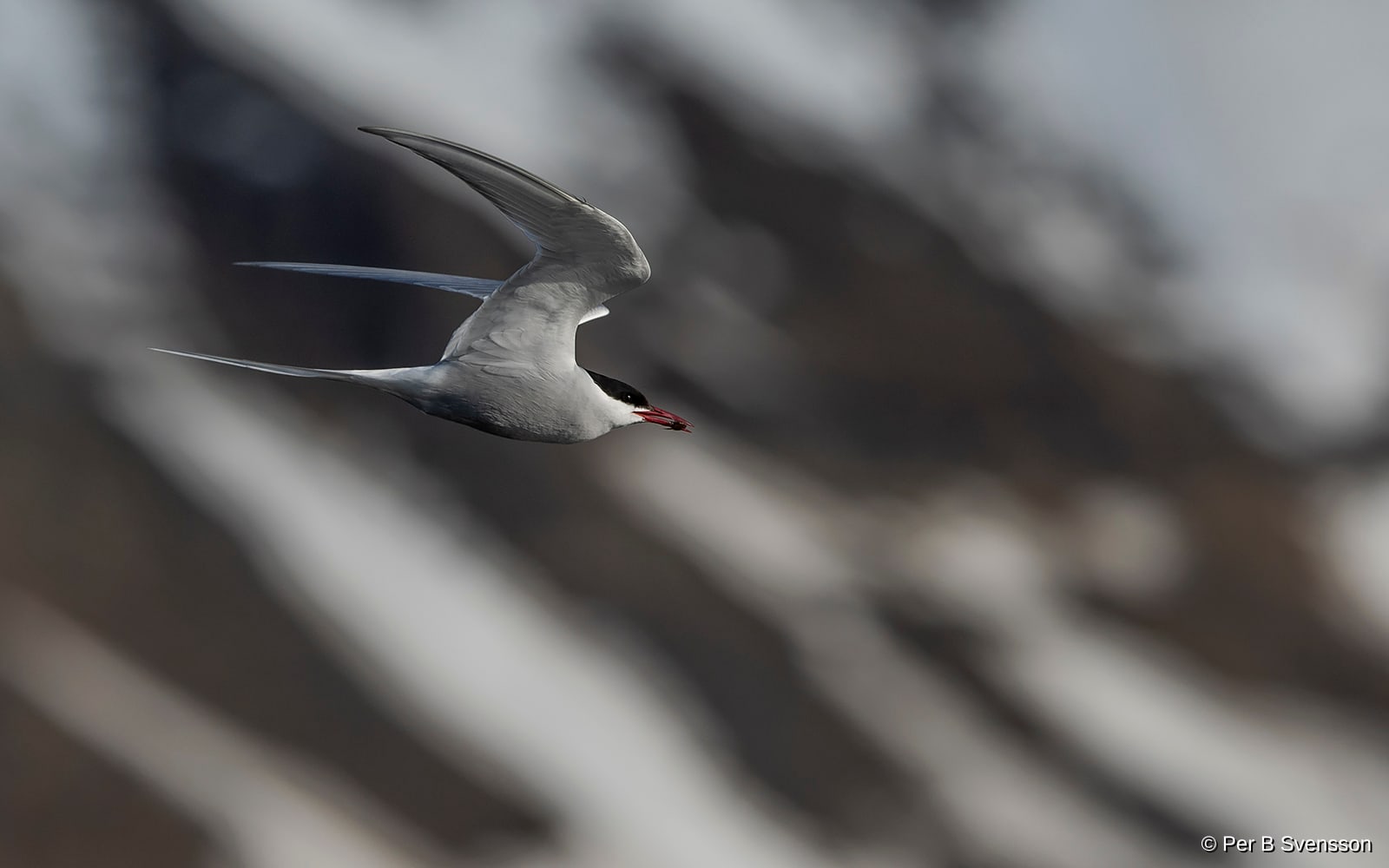 Havterne fra Svalbard