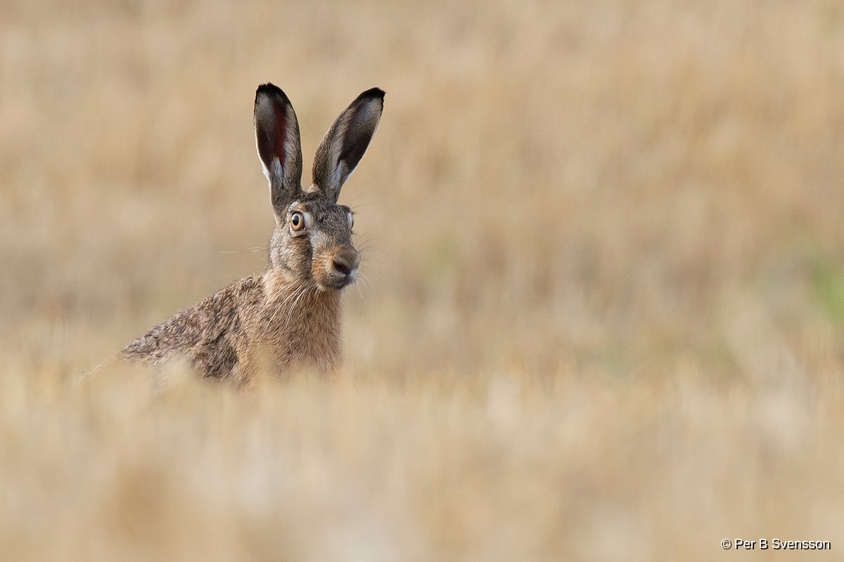 Hare