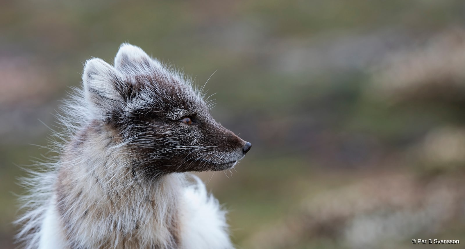 Polarræv
