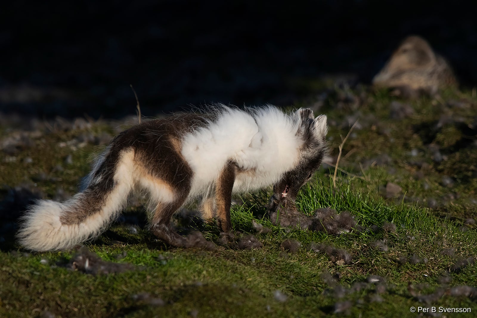 Polarræv fra Svalbard