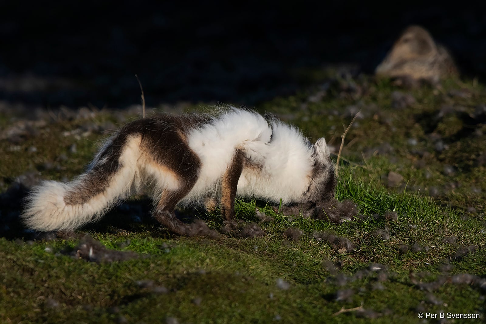 Polarræv 