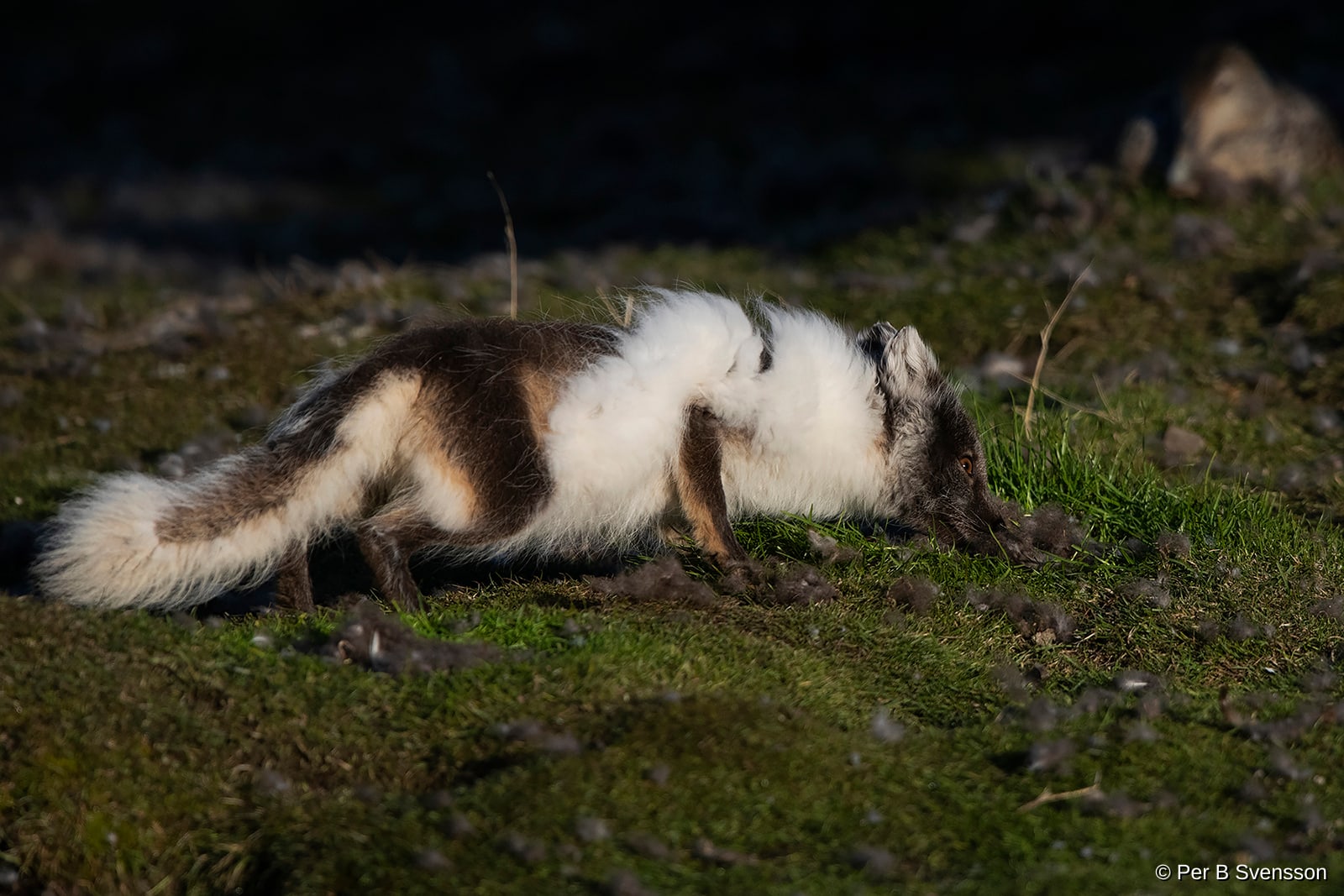 Polarræv