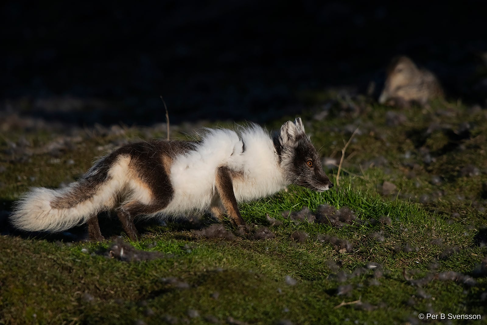Polarræv fra Svalbard