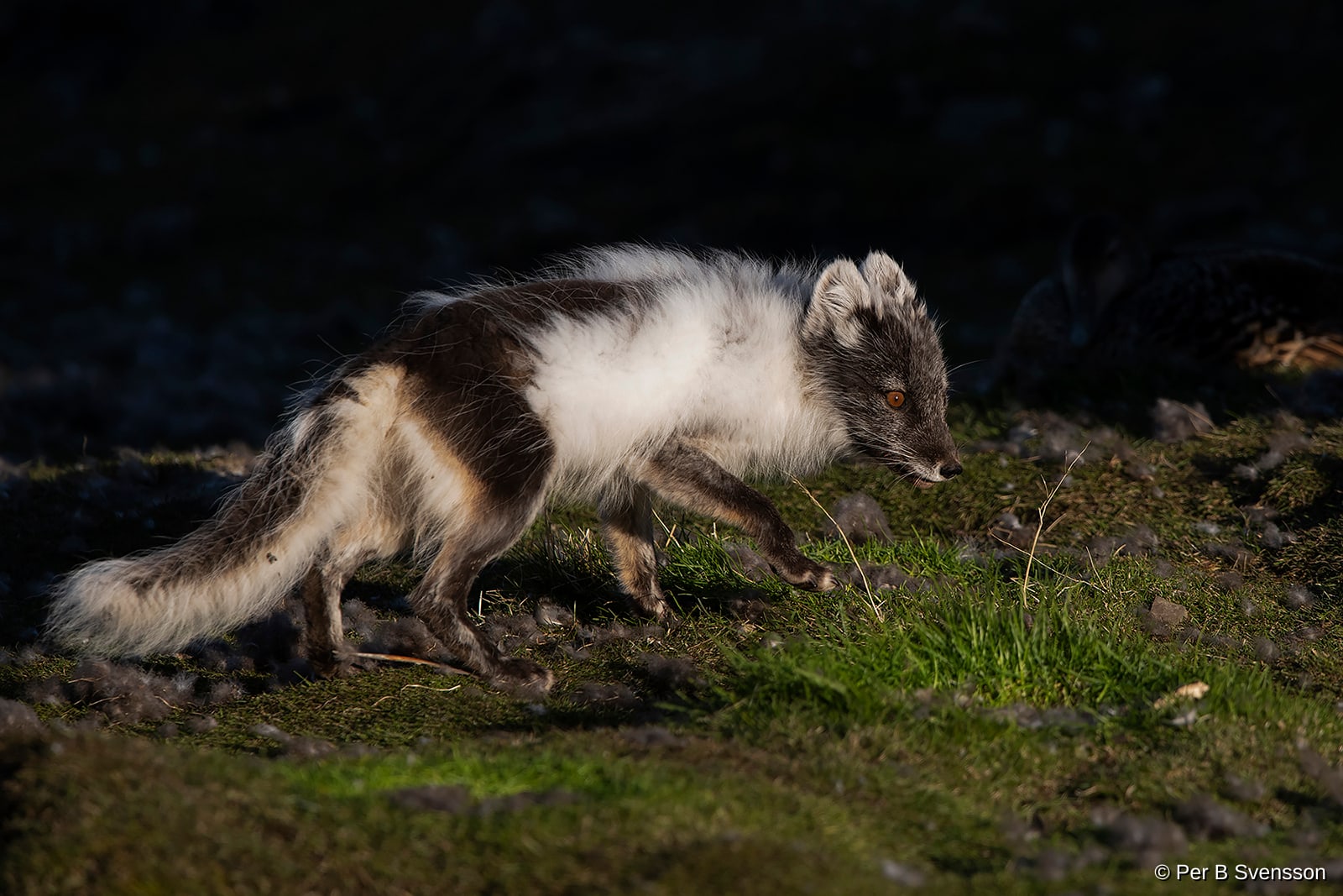 Polarræv 