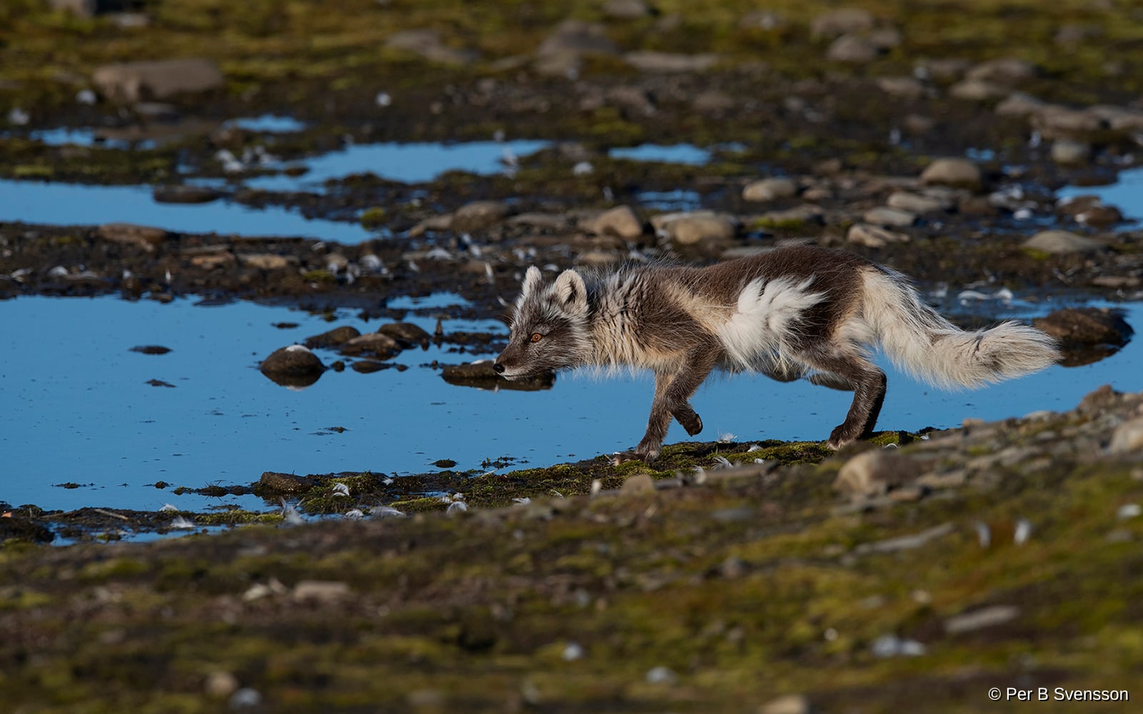 Polarræv 