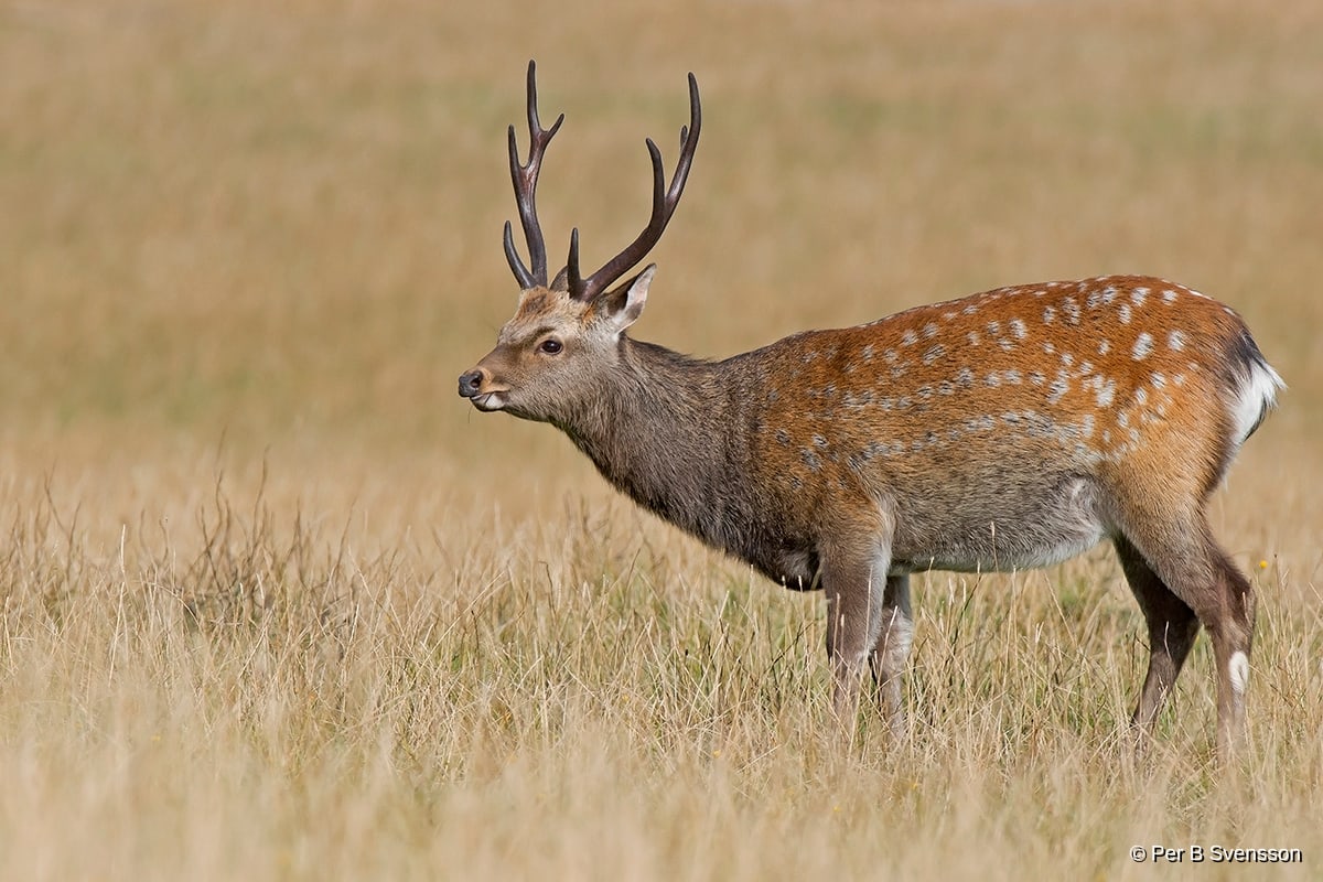 Sika Hjort