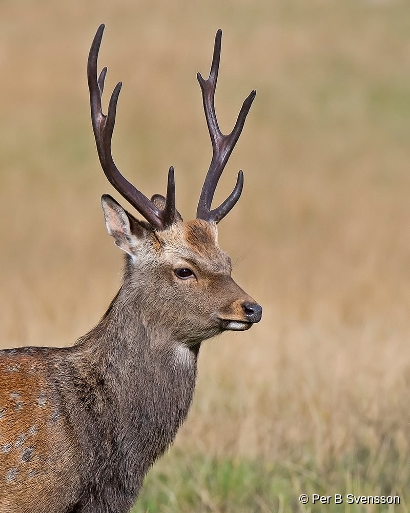 Sika Hjort