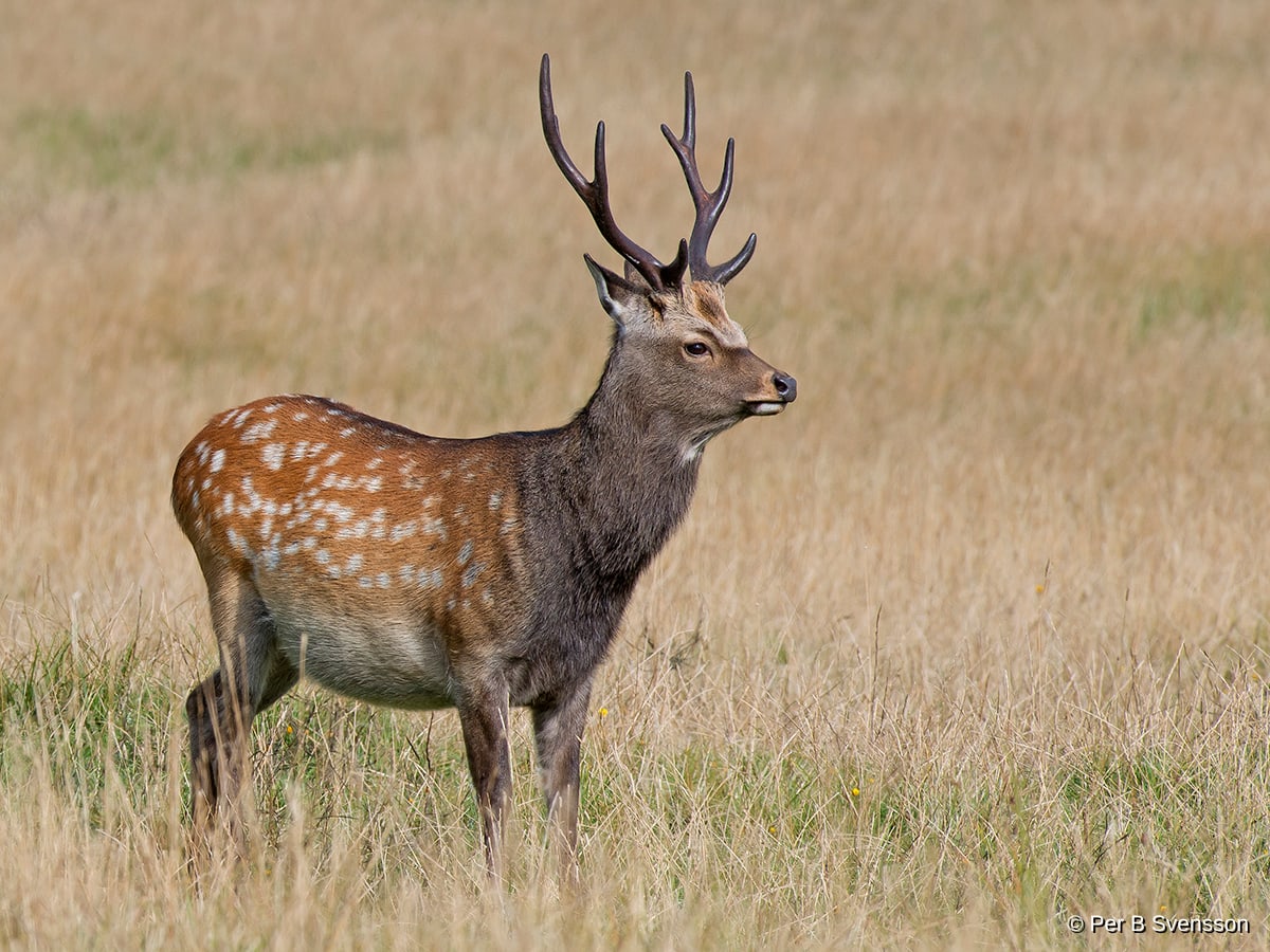 Sika Hjort