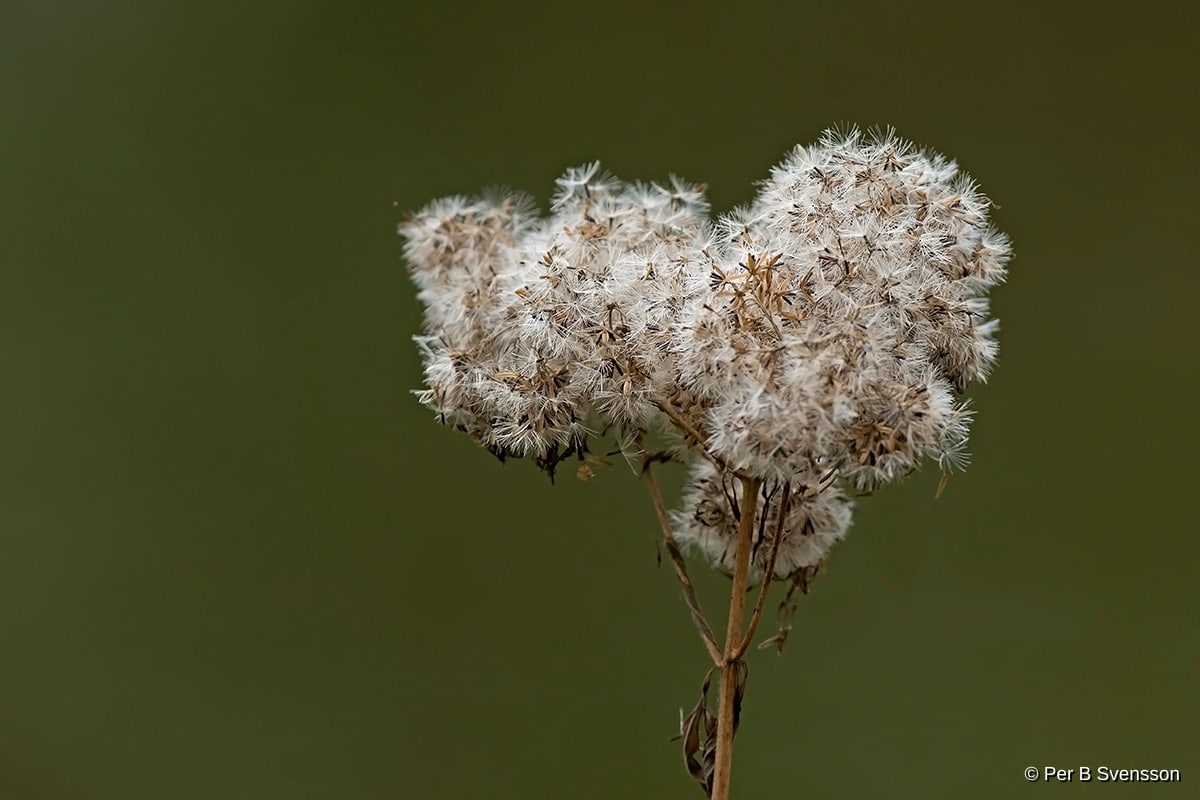 Natur